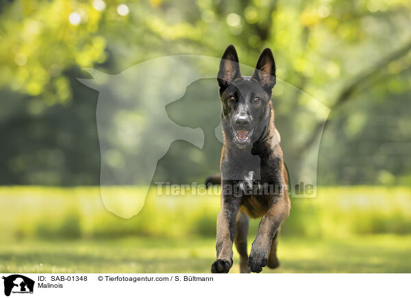 Malinois / Malinois / SAB-01348