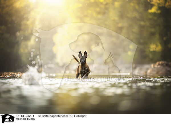 Malinois Welpe / Malinois puppy / CF-03284