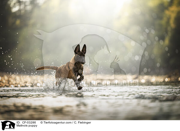Malinois Welpe / Malinois puppy / CF-03286