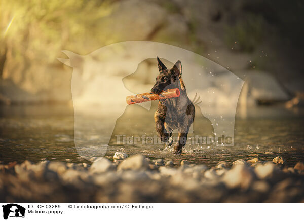 Malinois Welpe / Malinois puppy / CF-03289