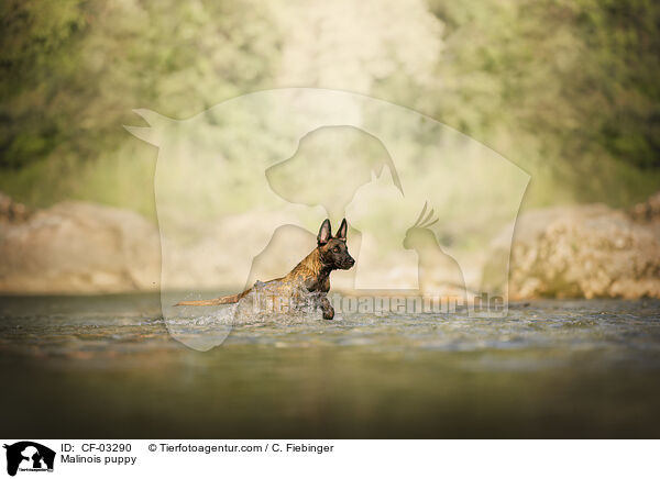 Malinois Welpe / Malinois puppy / CF-03290