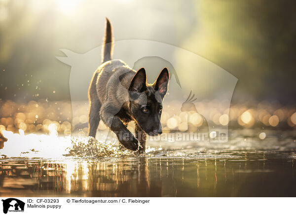 Malinois Welpe / Malinois puppy / CF-03293
