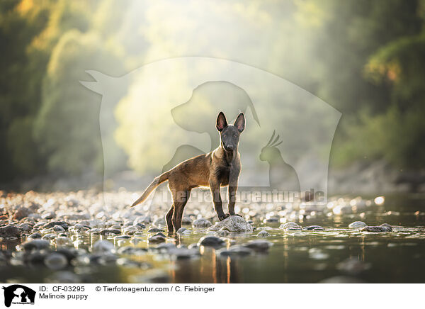 Malinois Welpe / Malinois puppy / CF-03295