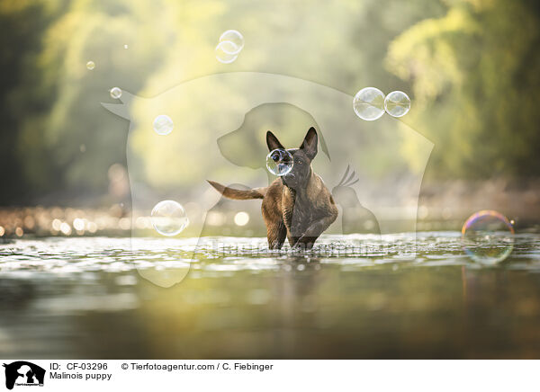 Malinois Welpe / Malinois puppy / CF-03296