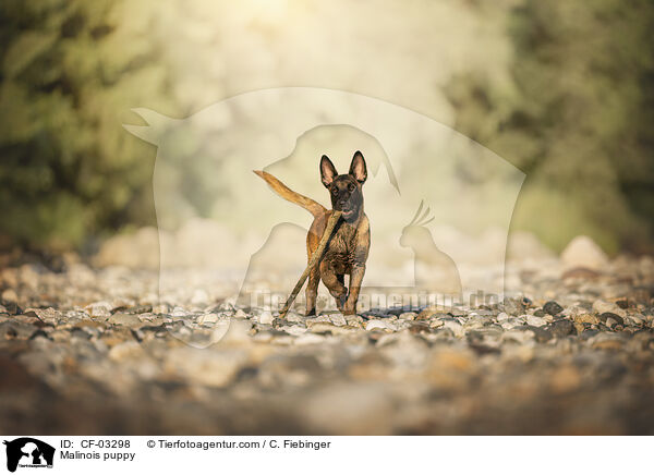 Malinois Welpe / Malinois puppy / CF-03298