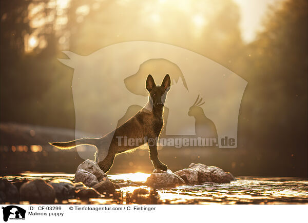 Malinois Welpe / Malinois puppy / CF-03299