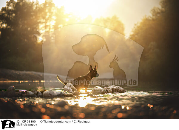 Malinois Welpe / Malinois puppy / CF-03300