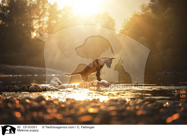 Malinois Welpe / Malinois puppy / CF-03301