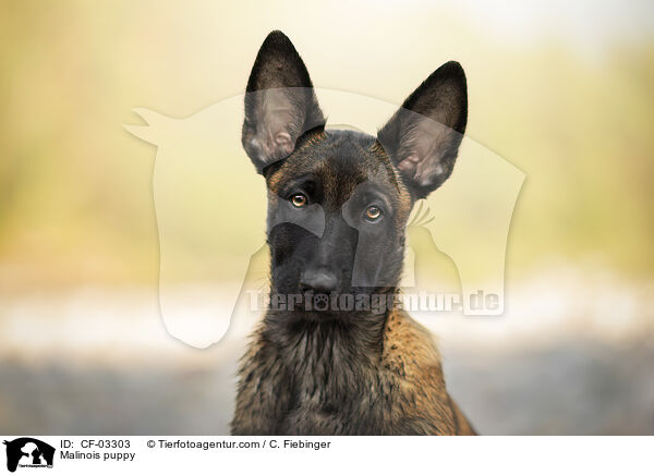 Malinois Welpe / Malinois puppy / CF-03303