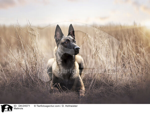 Malinois / Malinois / DH-04071