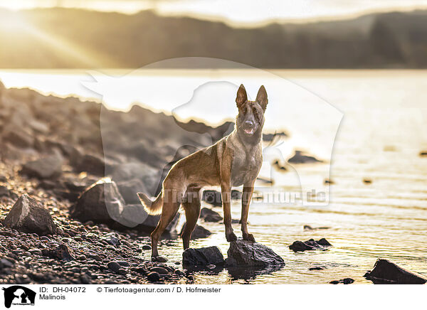 Malinois / Malinois / DH-04072