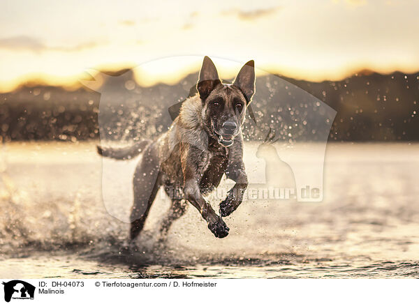 Malinois / Malinois / DH-04073