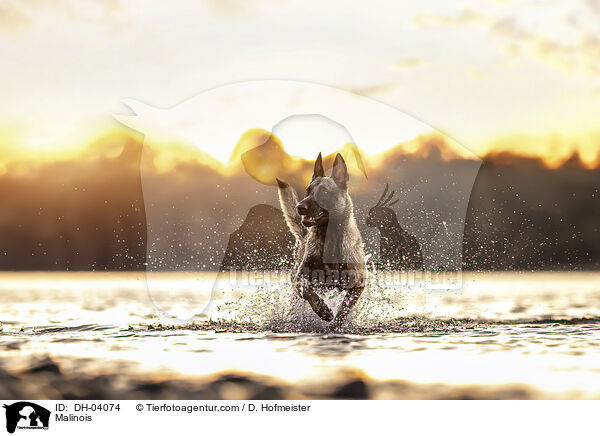 Malinois / Malinois / DH-04074