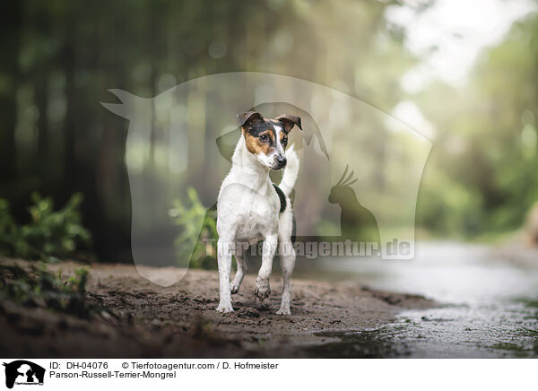 Parson-Russell-Terrier-Mischling / Parson-Russell-Terrier-Mongrel / DH-04076