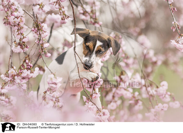 Parson-Russell-Terrier-Mischling / Parson-Russell-Terrier-Mongrel / DH-04080