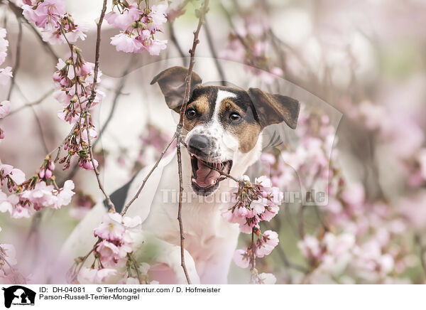 Parson-Russell-Terrier-Mischling / Parson-Russell-Terrier-Mongrel / DH-04081