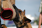 Belgian Malinois