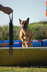 jumping Belgian Malinois