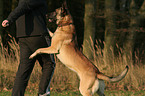 Malinois jump at person