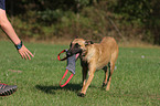 Malinois with dummy