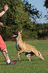 running Malinois