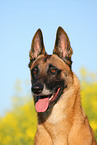 Malinois Portrait