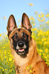 Malinois Portrait