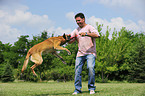 playing Malinois