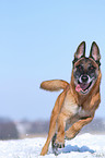 running Malinois