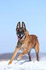 running Malinois
