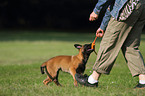 young Malinois