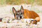 lying Malinois