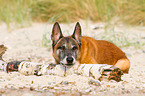 lying Malinois