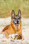 lying Malinois
