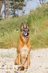sitting Malinois