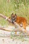 Malinois