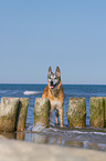 Malinois