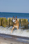 bathing Malinois