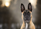 Malinois Portrait