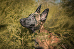 Malinois Puppy portrait