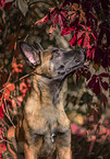 sitting Malinois Puppy