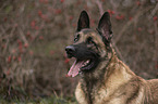 Malinois portrait