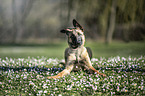 lying Malinois Puppy