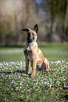 sitting Malinois Puppy