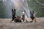 running Malinois