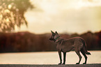 standing Malinois
