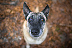 sitting Malinois