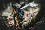 walking Malinois Puppy