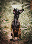 standing Malinois Puppy