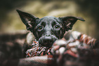 Malinois Puppy portrait